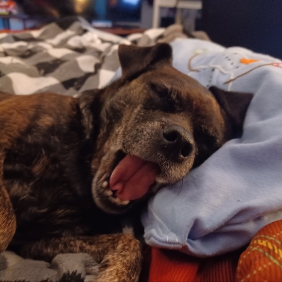 Melissa 🌟Posh Ambassador!🌟 - Picture 12 of 16